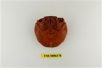 藏品(細紋方蟹)的圖片